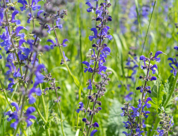 meadow clary flowers - Photo, Image