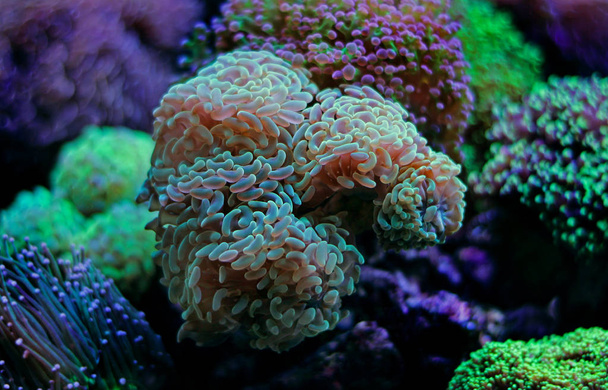 Euphyllia lps coral - Photo, Image