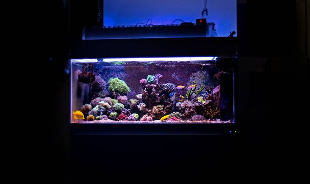 Korall zátony akvárium - Fotó, kép