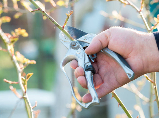 Ręka ogrodnika przycinanie krzewów z narzędziem skrawającym - Zdjęcie, obraz