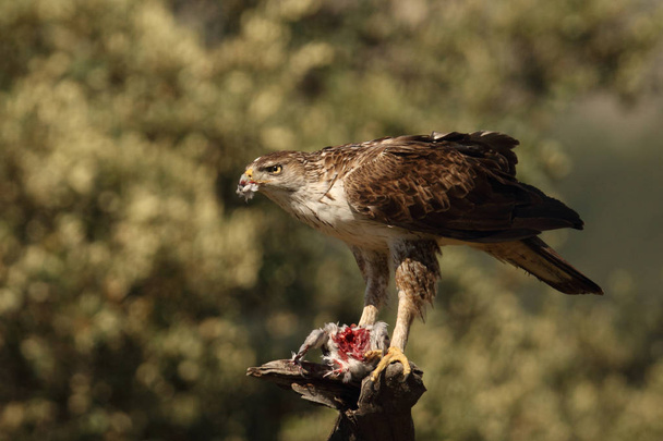 Bonelli's eagle - Photo, Image