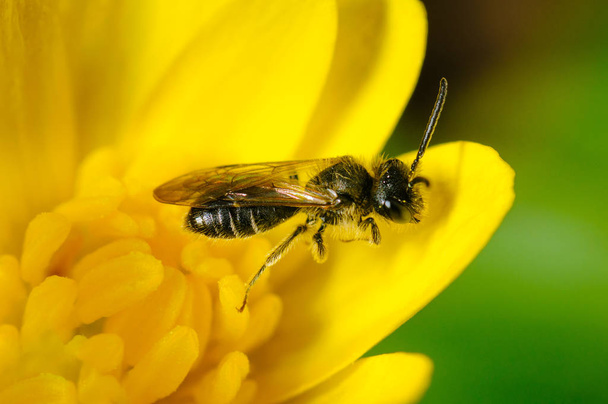 μικρή μέλισσα σε κίτρινο λουλούδι την άνοιξη συλλογή γύρης - Φωτογραφία, εικόνα