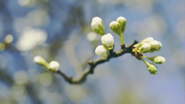 Flowering tree covered with flowers and buds. - Materiaali, video