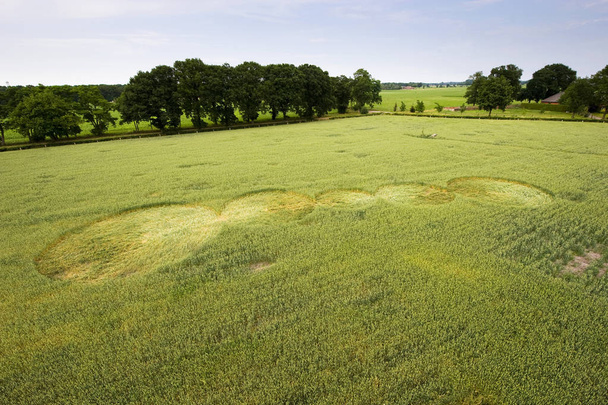 Круг на полях пшеницы
 - Фото, изображение