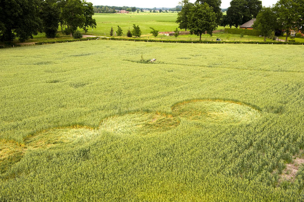 Círculo de colheita em um campo de trigo
 - Foto, Imagem