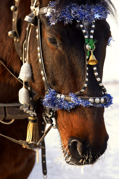 Slavnostní kůň - Fotografie, Obrázek