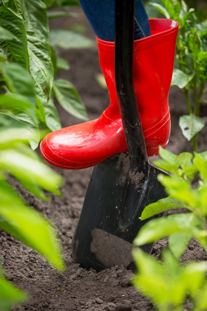 Closeup image of young woman in red rubber boots digging soil wi - Φωτογραφία, εικόνα