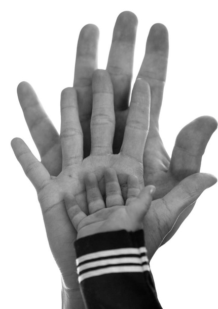 Mani di famiglia su sfondo bianco
 - Foto, immagini