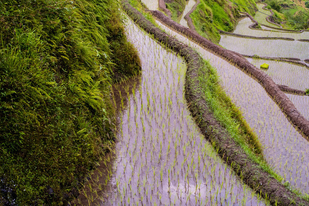 Banaue Rice Terraces, Philippines. 2017 - Photo, image