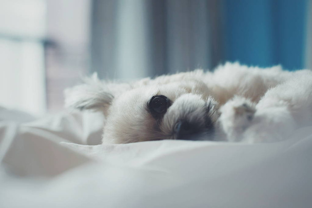 Sweet dog sleep lies on a bed of white veil - Photo, Image