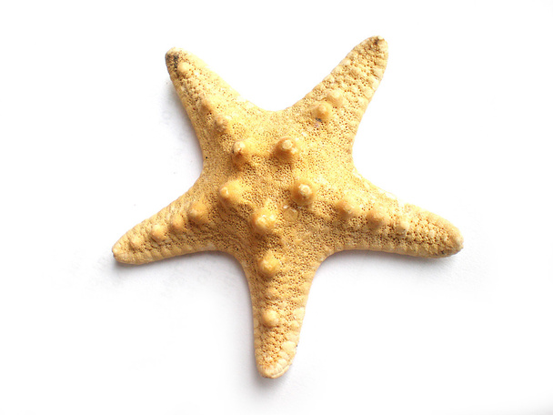 Starfish - Fotó, kép