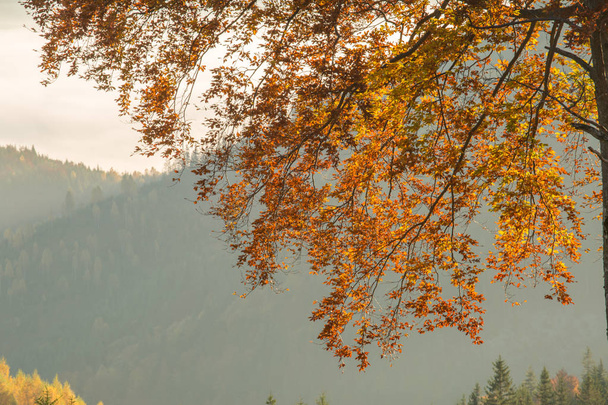 podzimní les v horách - Fotografie, Obrázek