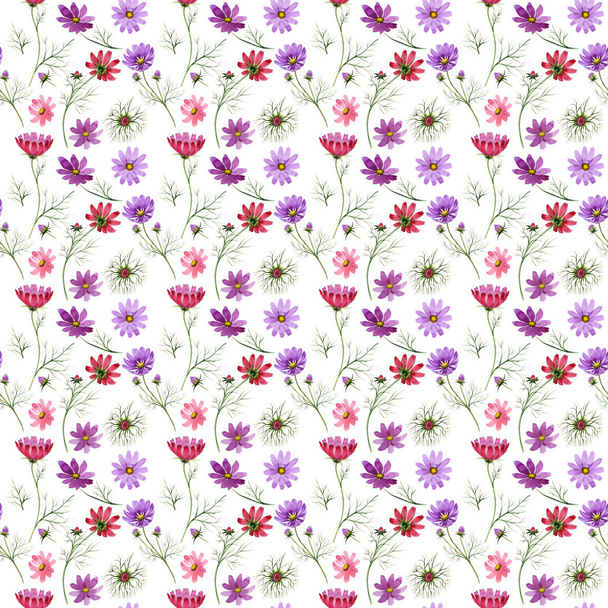 Flor silvestre patrón de flores kosmeya en un estilo de acuarela aislado
. - Foto, imagen