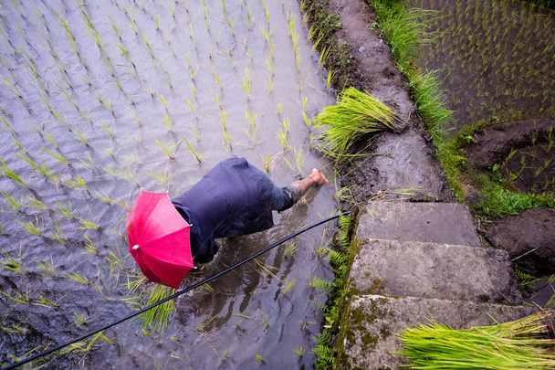 Filipinler 'deki Banaue Rice Teraslarında kırmızı şemsiyeli çiftçi yağmur mevsiminde pirinç ekiyor. 2017 - Fotoğraf, Görsel