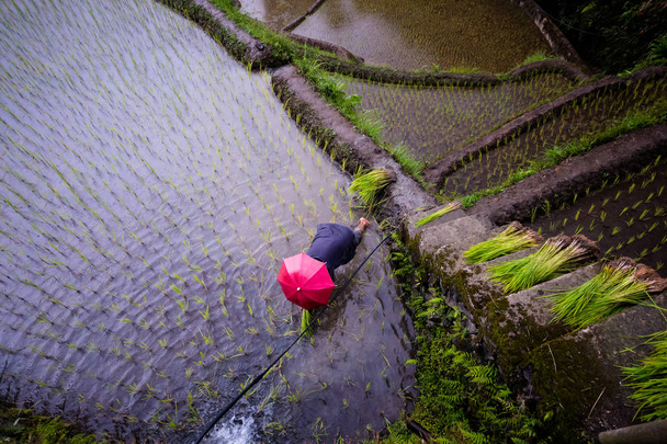 Αγρότης με κόκκινη ομπρέλα που φυτεύει ρύζι την περίοδο των βροχών στο Banaue Rice Terraces, Φιλιππίνες. 2017 - Φωτογραφία, εικόνα