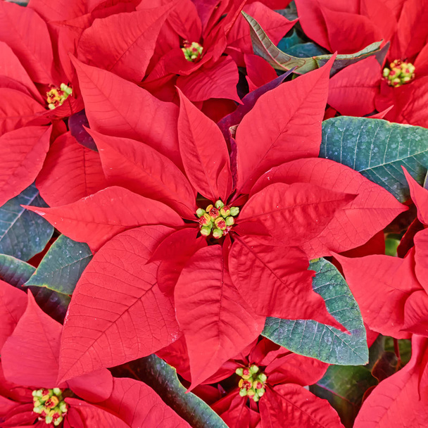 Christmas flowers  background - Foto, imagen
