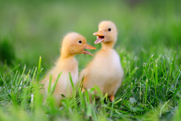 Two little duckling on green grass - Photo, Image