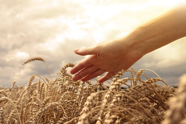 Рука в пшеничному полі
 - Фото, зображення
