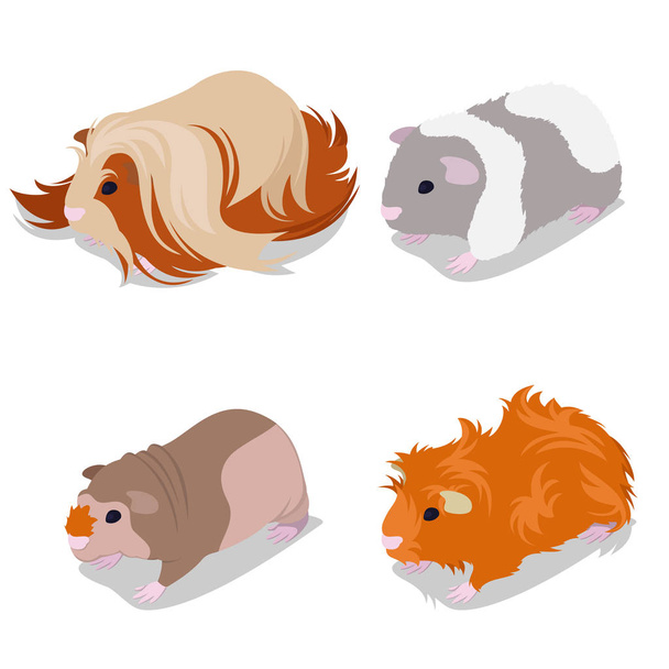 Guinea Pig Razze Set con Peruviano, Orsacchiotto Americano, Magro e Abissino. Roditori animali. Illustrazione vettoriale
 - Vettoriali, immagini