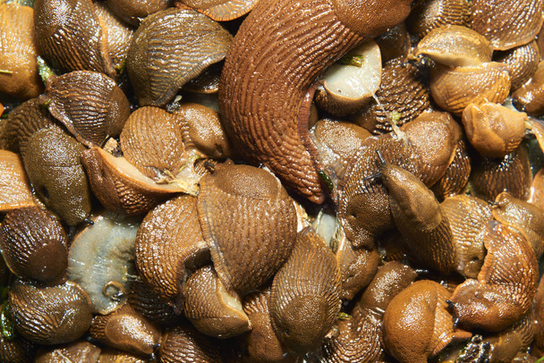 close up of brown snails, helix pomatia slugs - 写真・画像