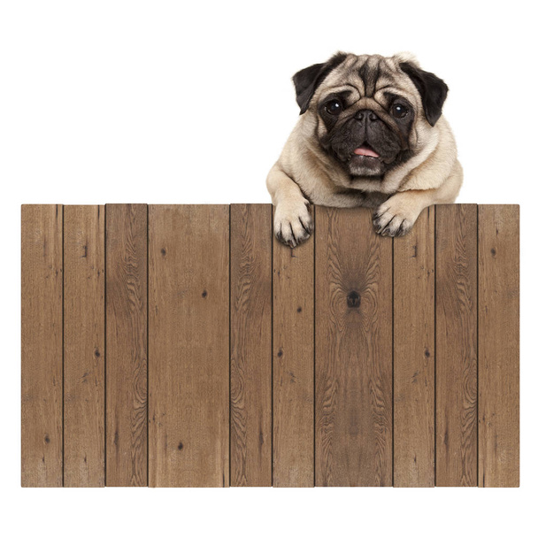 bonito pug cachorro cão pendurado com patas em branco cerca de madeira sinal promocional
 - Foto, Imagem