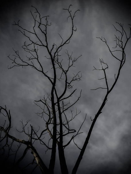 Martwe drzewa na tle Czarnego nieba. Koncepcja przerażające nocy. - Zdjęcie, obraz