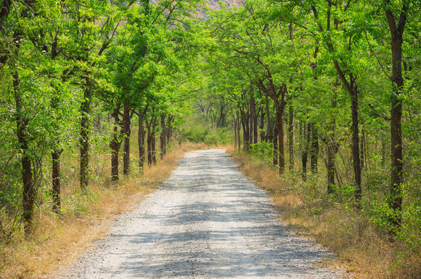 platteland weg in bos - Foto, afbeelding