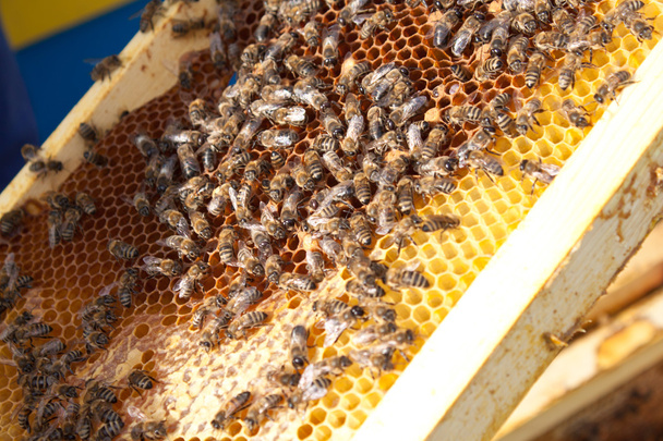 Bees on honeycomb - Φωτογραφία, εικόνα