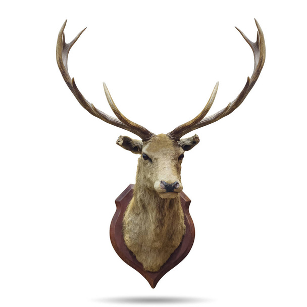 Stuffed deer head - Photo, Image