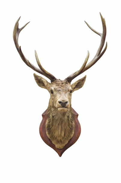 Stuffed deer head - Photo, Image