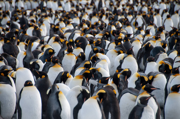 Кинг-пингвины на Золотой гавани
 - Фото, изображение