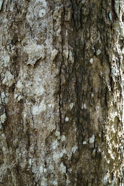 Nahaufnahme Textur der getrockneten rissigen alten Baumrinde des reifen Baumes - Foto, Bild