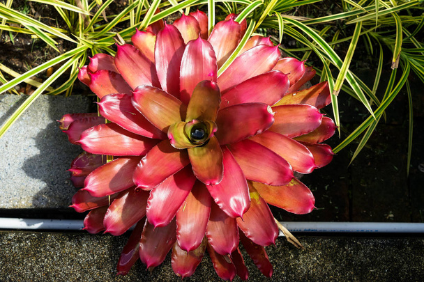 Beautiful decorative pineapple plant or Aechmea fasciata in shad - Photo, Image