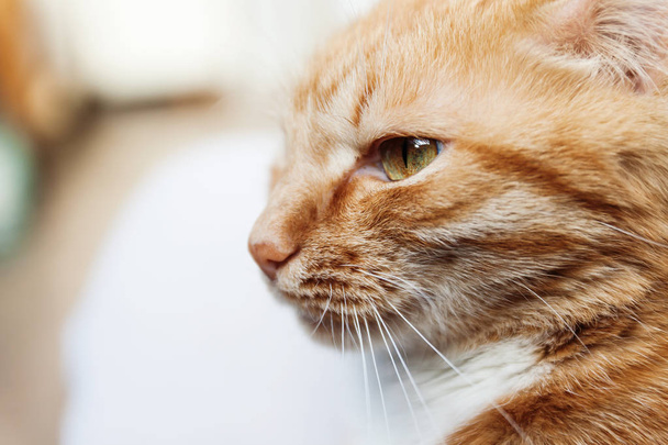 Un chat rouge, un grand portrait de la tête, plissé au soleil, salut
 - Photo, image