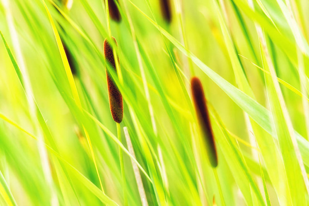 Green Reeds Grass Background - Photo, Image