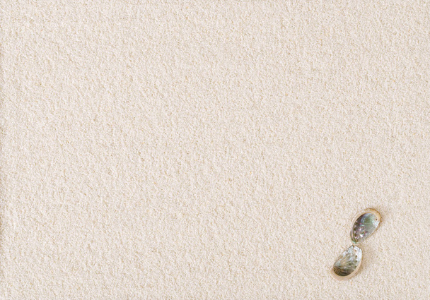 Twee abalone schelpen op platte witte zand oppervlak - Foto, afbeelding
