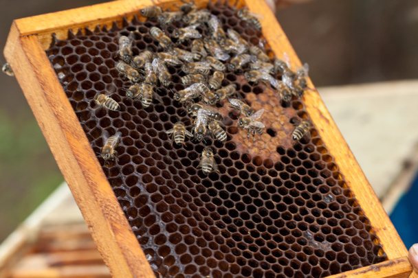 Pszczoły na plastrze miodu - Zdjęcie, obraz
