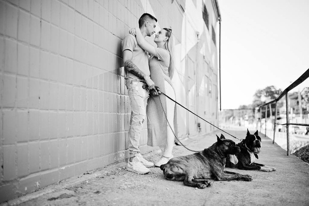 Couple in love with two dogs pit bull terrier on a walk. - Foto, immagini