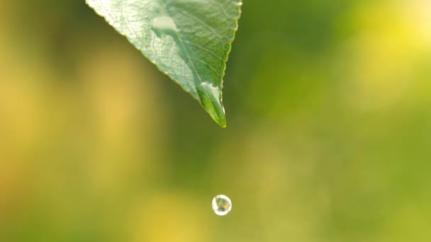 Kropla wody na zielony liść - Materiał filmowy, wideo