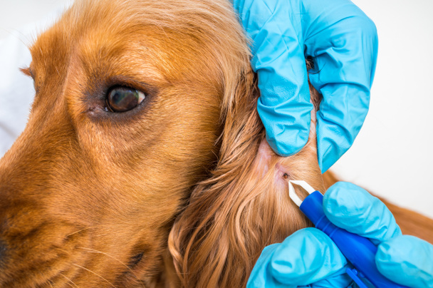 Veterinario sacando una garrapata del perro Cocker Spaniel
 - Foto, Imagen