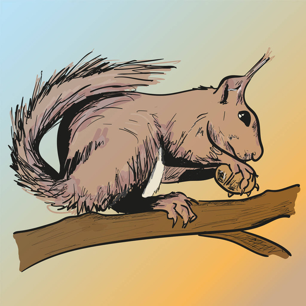 Squirrel in the forest - Vector, Image