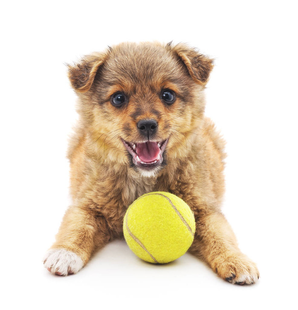 Small puppy with ball. - Foto, afbeelding