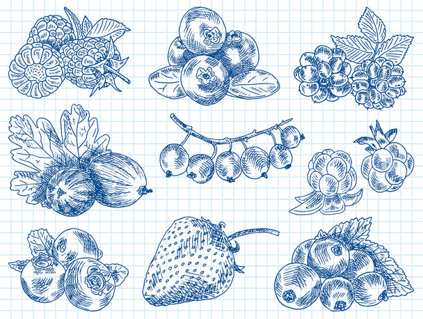 bogyók kert, szeder, blackberry, boysenberry, mazsola, hamvas szeder, egres, eperfa, málna, eper, hegyi kőris, áfonya, felhő bogyó - Vektor, kép