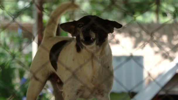 Arme lassen Hunde im Tierheim zurück, wedeln mit dem Schwanz und warten auf neue Besitzer  - Filmmaterial, Video