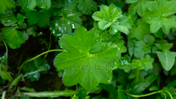 Green Alchemilla vulgaris plant with moisture. Common ladys mantle is an herbaceous perennial plant in Europe. Close up footage static camera. - Footage, Video