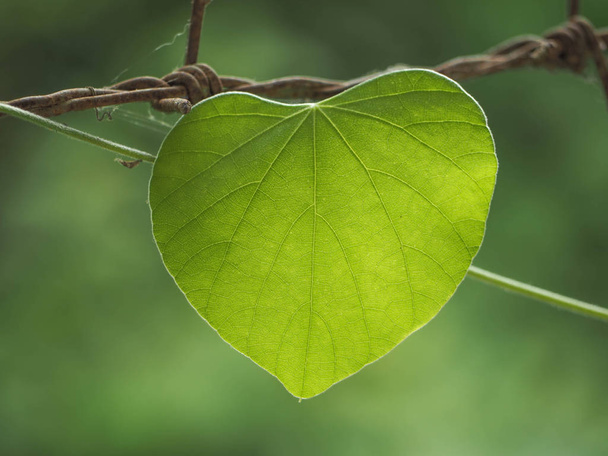 Καρδιά φύλλων πράσινο χρώμα και το πράσινο φόντο - Φωτογραφία, εικόνα