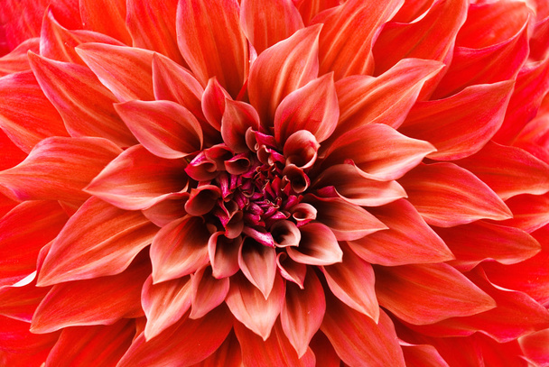vörös dália virág - Fotó, kép