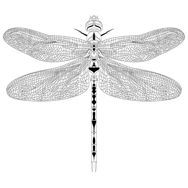 Κομψό dragonfly εντόμων λεπτομερές σκίτσο σε μαύρο και άσπρο - Διάνυσμα, εικόνα