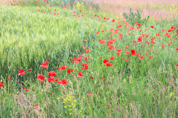 Campo de verano con flores de amapola
 - Foto, imagen