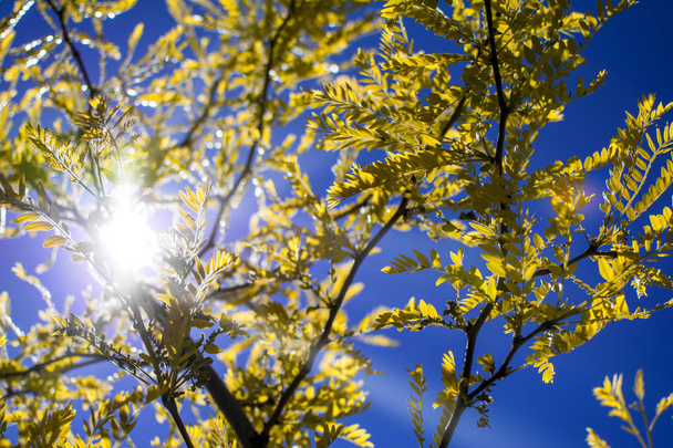 Aurinko paistaa läpi puun keltaiset lehdet syvän sininen taivas tausta
 - Valokuva, kuva